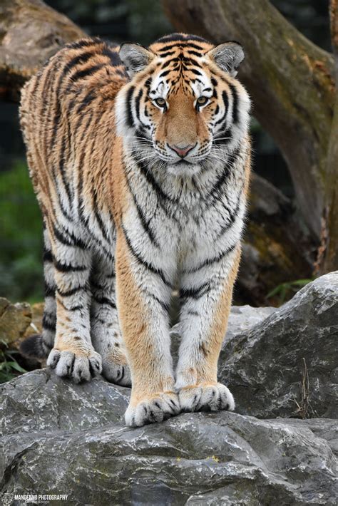 Siberian Tiger Safaripark Beekse Bergen Mandenno Photography Flickr