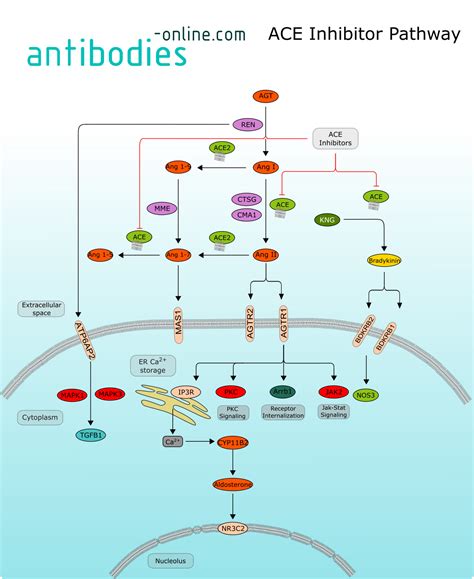 Ace Inhibitor Pathway Antibodies