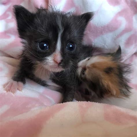 Two Bonded Preemie Kittens Fought Just To Survive Now The Adorable