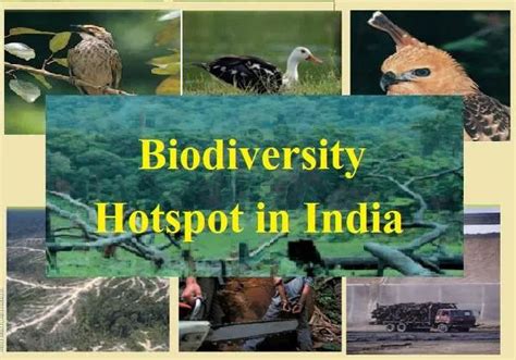 Biodiversity Hotspot In India Western Ghats Eastern Himalaya
