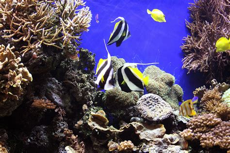 Coral Reef Aquarium Screensaver 1000 Dollar Bill Colourdedal