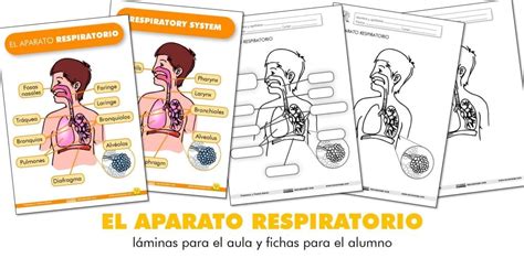 El Aparato Respiratorio Láminas Para El Aula Y Fichas Para El Alumno