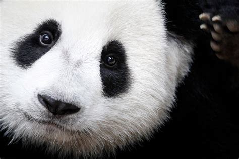 Opinion The Obsession With Panda Sex The New York Times