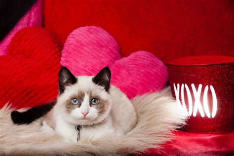 46 Valentine Kitten Wallpaper Wallpapersafari