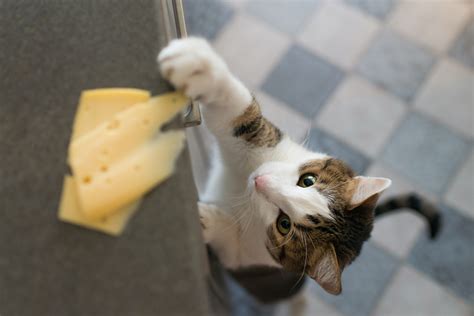 Can Cats Eat Cheese Is It Good Or Bad Cooper Pet Care