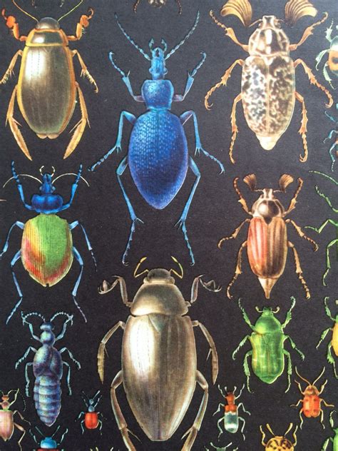 1968 Colourful Vintage Insect Print Beetle Ant Entomology