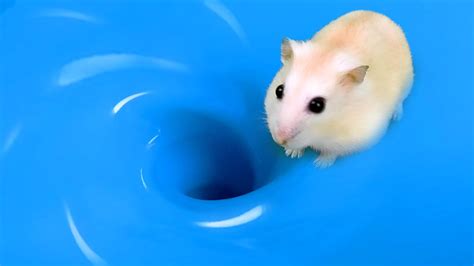 Hamster Sophie 4 🐹 Amazing Hamster Pool Adventure 🐹 Youtube