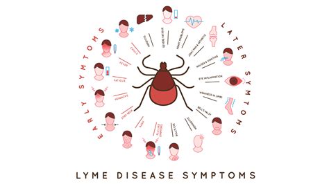 5 Ways Integrative Medicine Practitioners Treat Lyme Disease