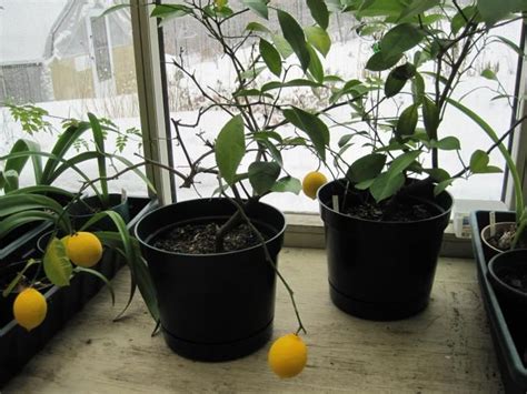 Growing Dwarf Citrus Trees In Containers Growing Citrus Citrus Trees