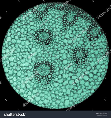 The structure that can be observed under the light microscope is. Science Plant Cells Microscope Stock Photo 132359336 ...