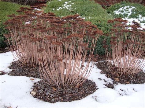 Related Image Winter Garden Sedum Landscaping Plants