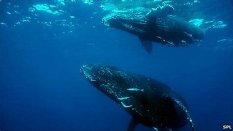 Anti Whaling Ngos Warn Of Contaminated Whale Meat Bbc News