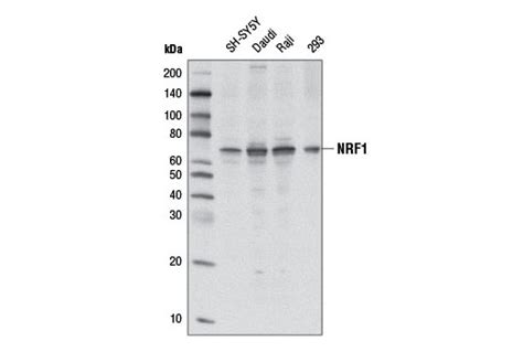nrf1 antibody cell signaling technology