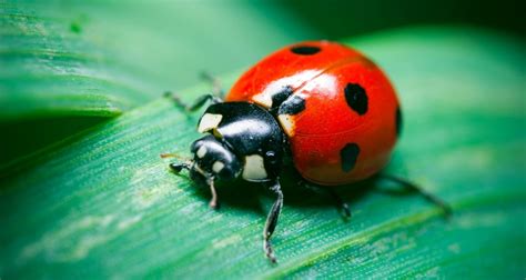 Ladybug All New Hot Sex Picture