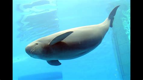 Yangtze Finless Porpoise Porpoise Endangered Animals Animal Posters