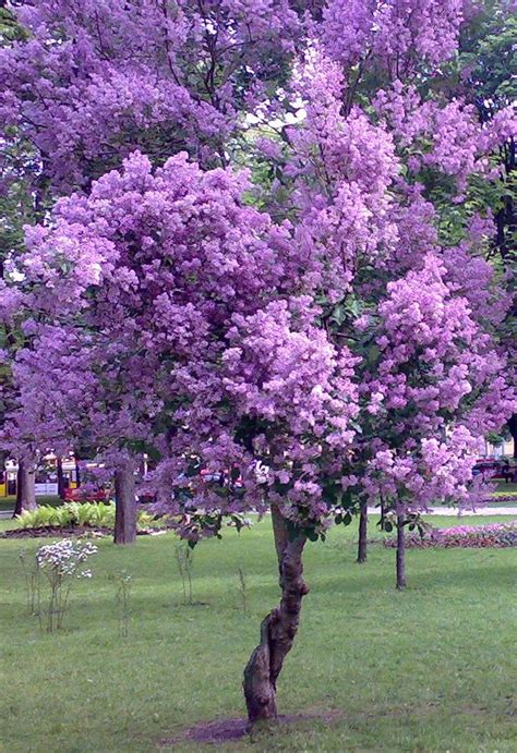 The tree grows primarily in river floodplains and shady rich bottomlands. Purple Tree | Purple trees, Flowering trees, Purple flowers