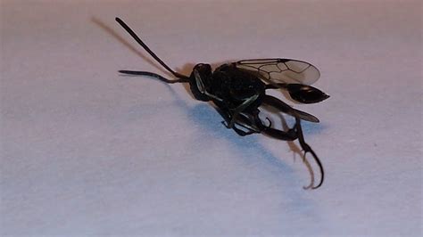 Found Indoors Mid May Chicago Ensign Wasp Whatsthisbug