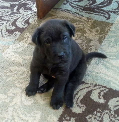 Akc actively advocates for responsible dog ownership and is dedicated to advancing dog sports. Lab Pei (Lab and Shar Pei mix) 5 weeks old | Shar pei mix, Cute animals, Animals and pets