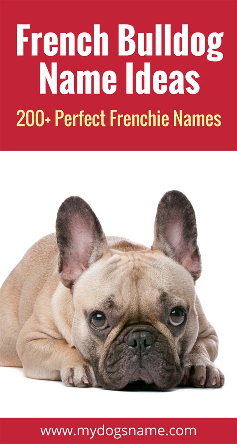 47 Names For A French Bulldog Female Picture Bleumoonproductions
