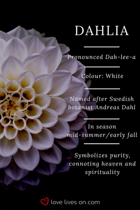 White Dahlia Meaning In Funeral Arrangements Or Sympathy Bouquets