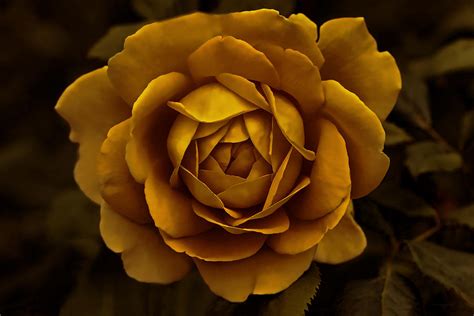 The Golden Rose Flower Photograph By Jennie Marie Schell