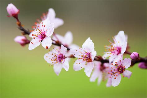 Cherry Blossoms On Green Photograph By Rich Nicoloff Fine Art America