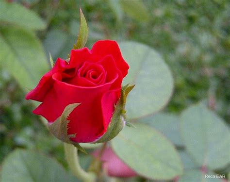 Rosa Chinensis Jacq Bunga Mawar Abdire Flickr