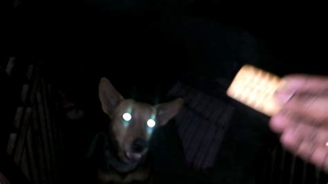 Amazing Dog Eyes Glow In The Dark Youtube