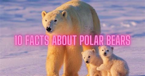 10 Facts About Polar Bears — Polar Bear Fun Facts — Fact Blaze