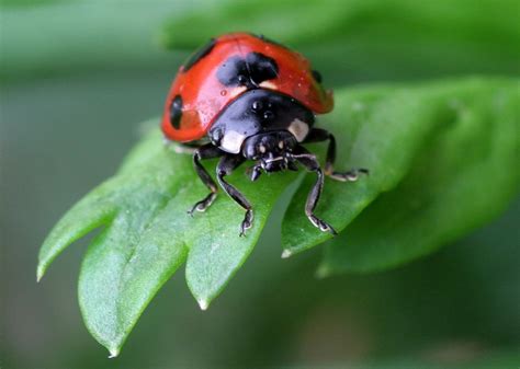 Good Bugs Beneficial Insects