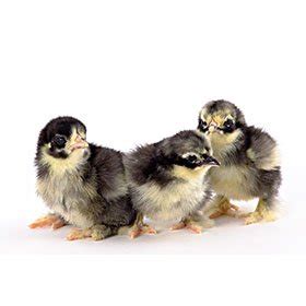 Frizzle chicken is a dual purpose breed with the main characteristics of curled or frizzled plumage. Black Frizzle Cochin Bantam from My Pet Chicken