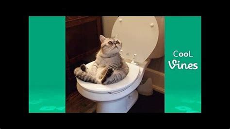 Try Not To Laugh Challenge Funny Cat And Dog One News Page Video