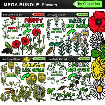 Summer Flowers Life Cycle Clip Art BUNDLE Summer Flowers By Clipartino