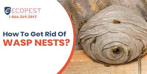 How To Get Rid Of Wasp Nests Ecopest Your Pest Control Company