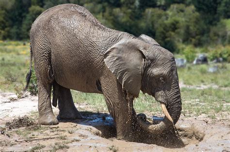 Free Picture Elephant Africa Animal Safari Wildlife