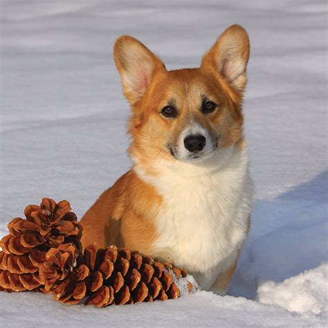 Foxy Corgi Snow Winter Dog Lover Corgi Corgi Dog