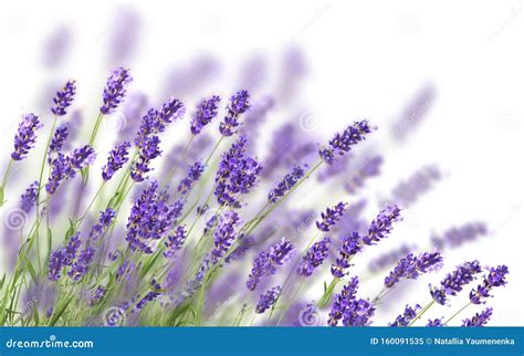 Bunch Of Lavender Stock Image Image Of Aromatherepy 160091535