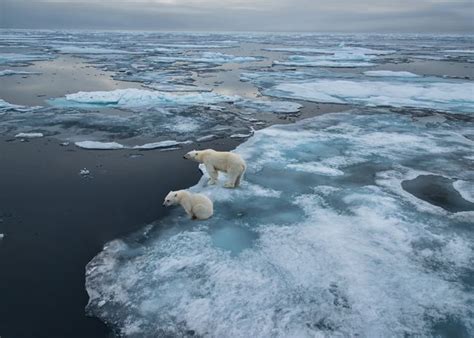 How Many Polar Bears Are Left Populations And Status