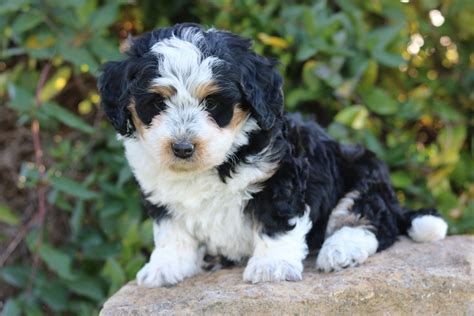 Welcome to the website for millersburg, ohio mini bernedoodles! Female mini bernedoodle puppy forsale