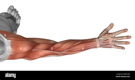 Muskeln Anatomie Des Menschlichen Armes Hintere Ansicht