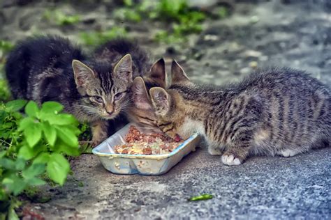 Feeding Stray Cats Cruel Or Kind Ten Lives