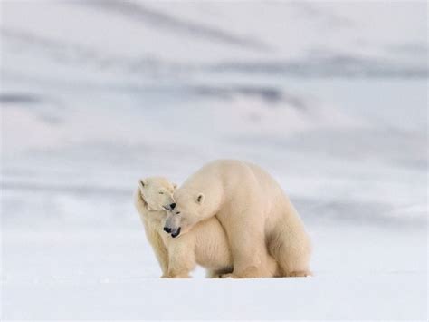 Mating Polar Bears Smithsonian Photo Contest Smithsonian Magazine