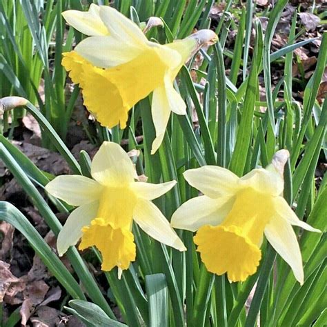Sb 100 Wild Daffodil Bulbs Lobularis Lent Lily Quality Narcissus