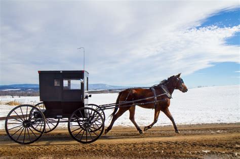 Those Horses You See Pulling Black Buggies Might Be Retired Champions