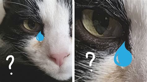 Why Do Cats Cry Youtube