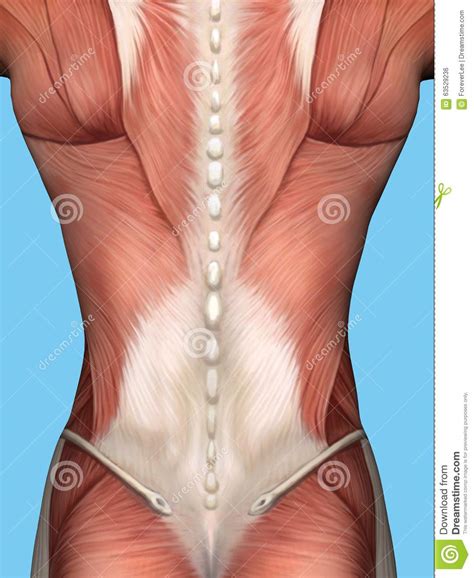 Which lies on the outside of the vaginal tunic, between the layers of spermatic fascia, and inserts on the the male intromittent organ, composed of vascular (erectile) tissue, smooth muscle, and striated muscle, as well as the urethra. Muscle Anatomy Of Male Back. Stock Illustration - Illustration of illustration, science: 63529236