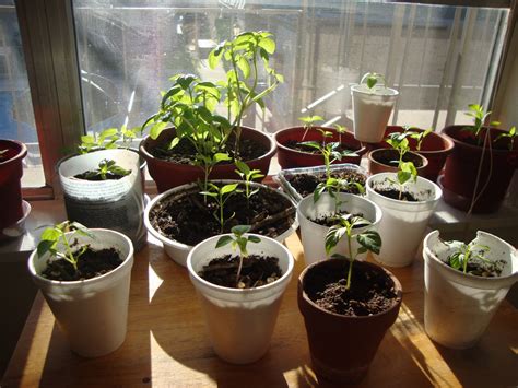 Gardening Rocoto And Aji Amarillo Pepper Plants