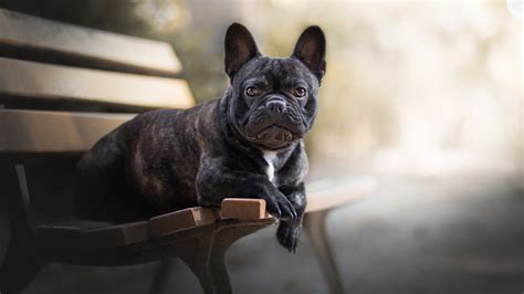 2560x1440 Resolution French Bulldog 1440p Resolution Wallpaper