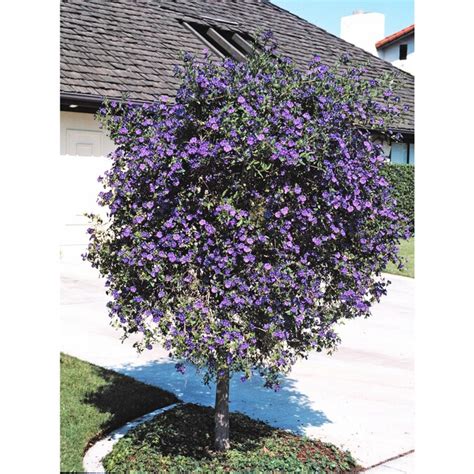 Butterfly bushes are among the showiest flowering shrubs. Purple Royal Robe Potato Bush Flowering Shrub in Pot (With ...