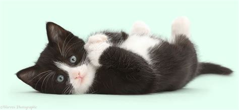 Black And White Kitten Lying On His Back And Looking Cute Photo Wp42258